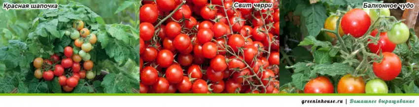 Variétés de tomates à cultiver sur le rebord d'une fenêtre en hiver