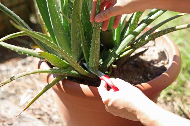 Propagation de l'aloès par bouturage