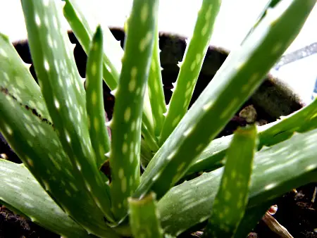 Propagation des feuilles d'aloès