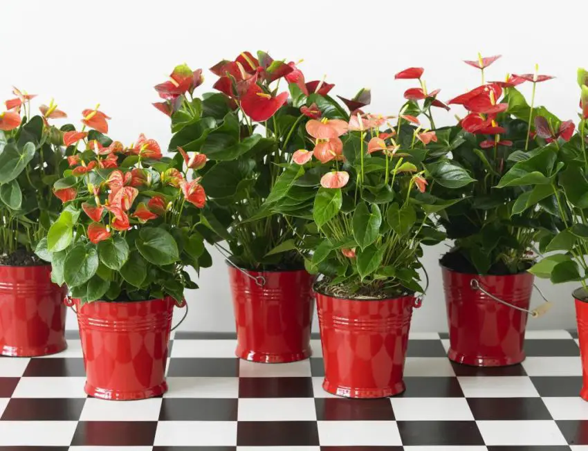 plantation d'anthuriums