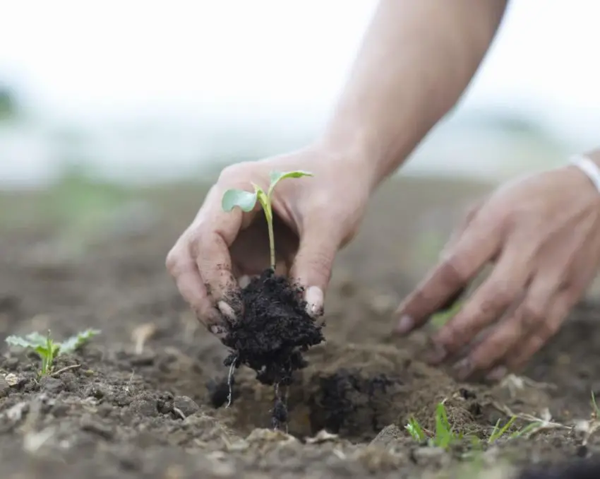 Plantation et entretien du bouleau 