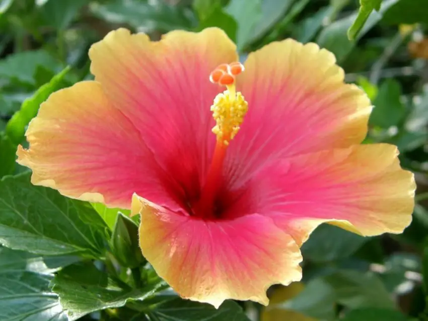 Pourquoi les feuilles d'hibiscus deviennent-elles jaunes ?