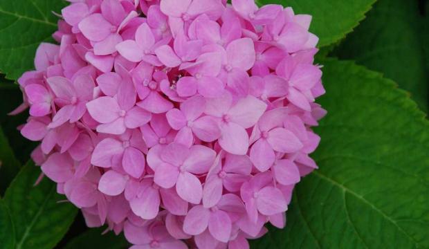 Période de floraison de l'hortensia 