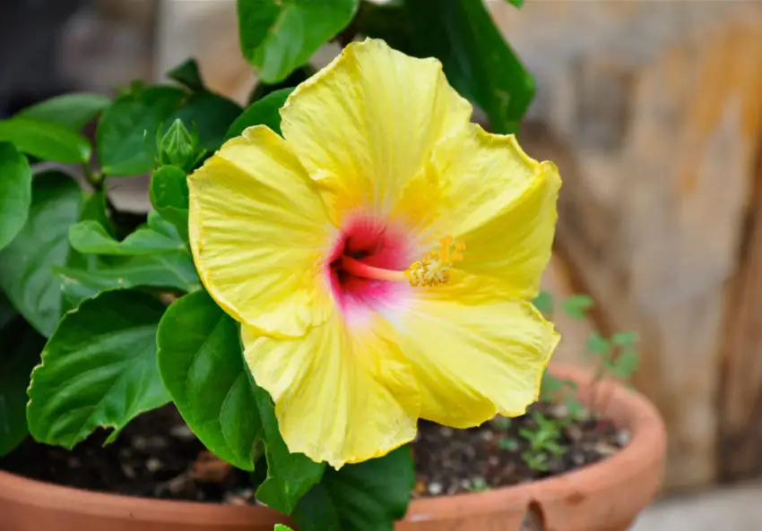 hibiscus d'intérieur