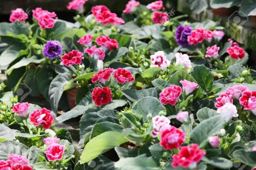 Le gloxinia a fleuri et que faire maintenant ? 