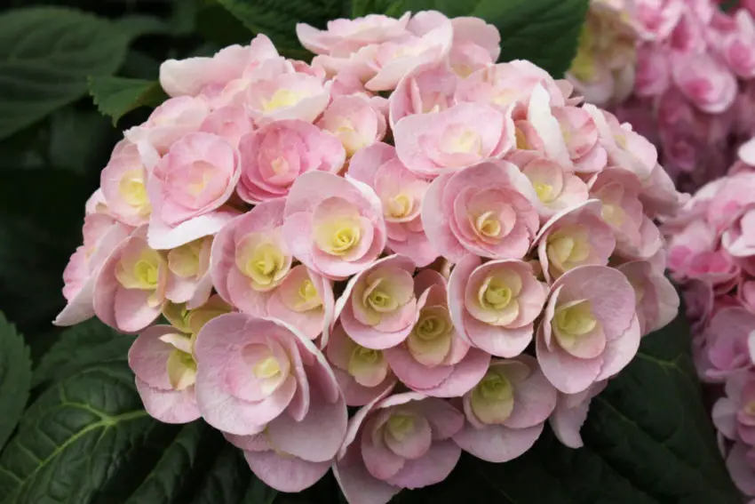 où planter des hortensias