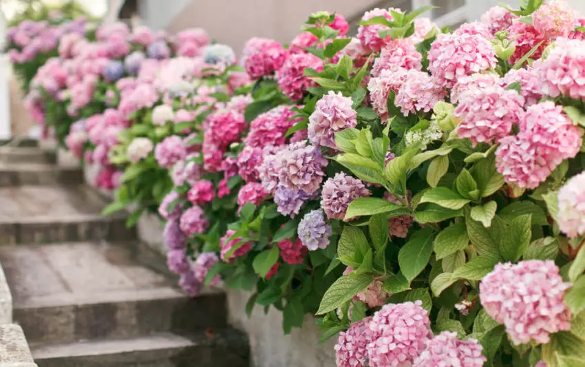 Terre à hortensias 