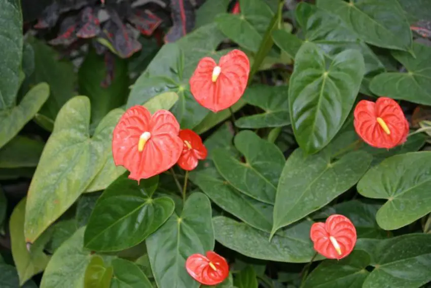 les feuilles de l'anthurium se dessèchent