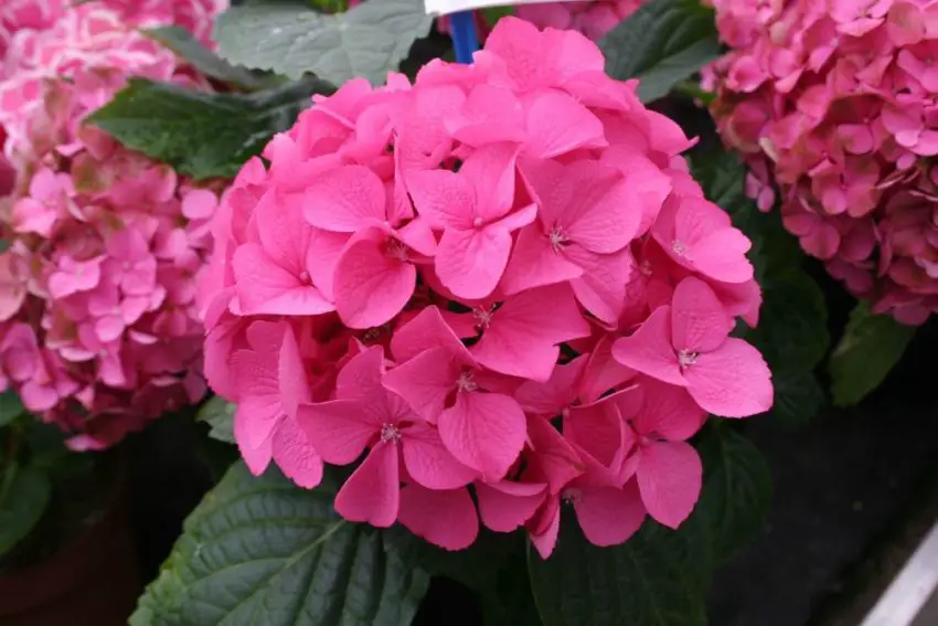 Terre de plantation pour hortensias