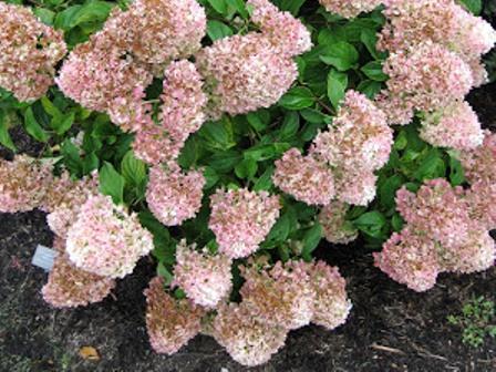 Hortensia melodious silver dollar