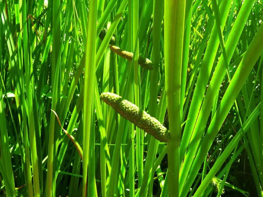 calamus des marais