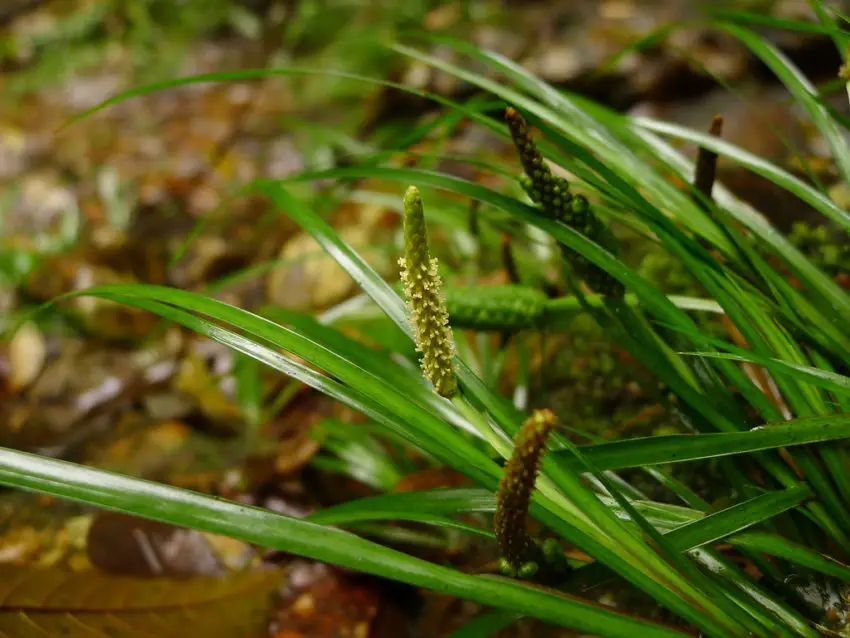 La plante de calamus des marais