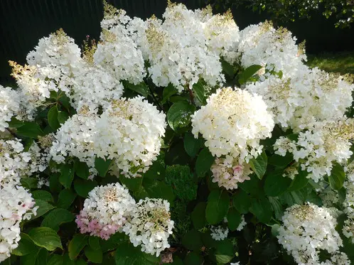 Planter et soigner des hortensias dollar d'argent