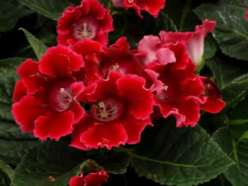 Que faire après la floraison d'un gloxinia ?