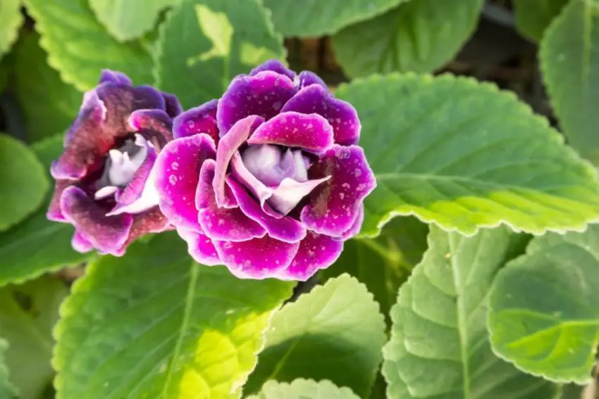 Que faire après la floraison d'un gloxinia ?