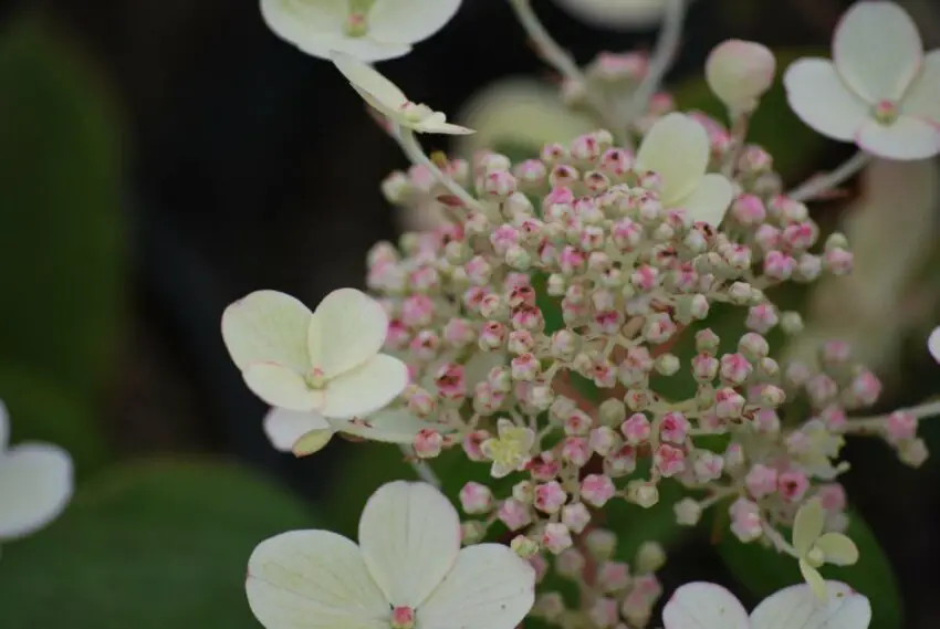 Hortensia wim