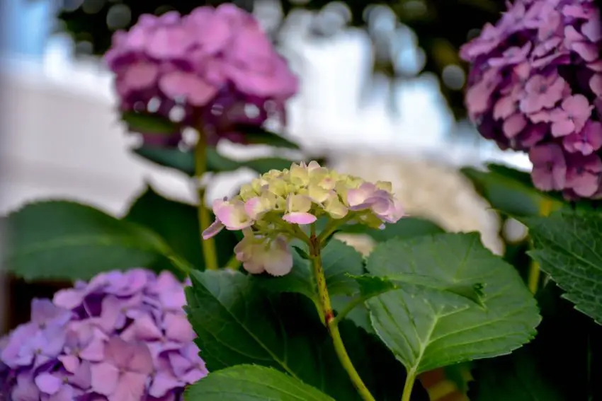 Où planter au mieux les hortensias