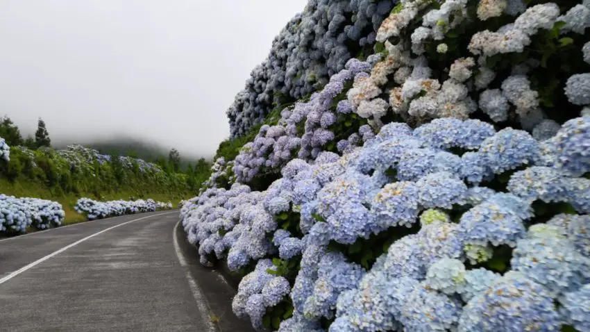 où planter des hortensias