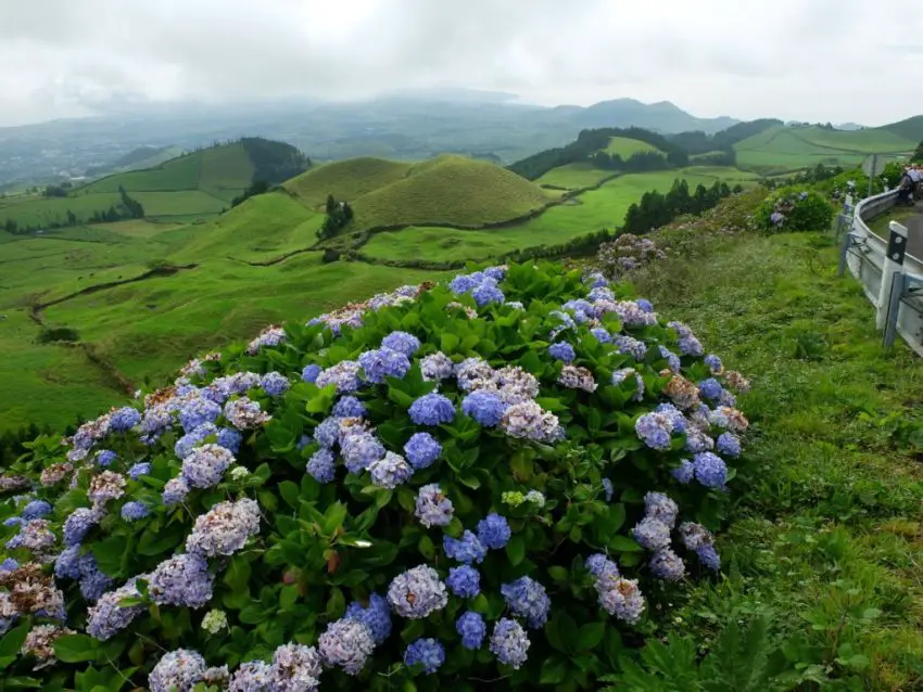 où planter des hortensias 