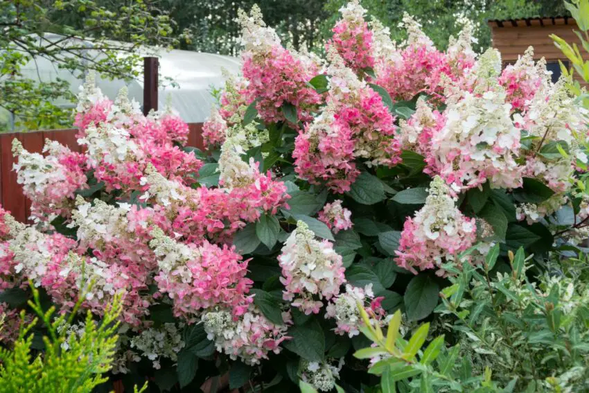 Hortensia melodiate wims rouge