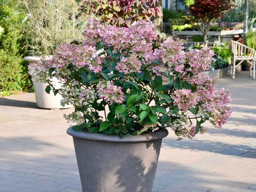 Hydrangea panicula de la variété rouge wims