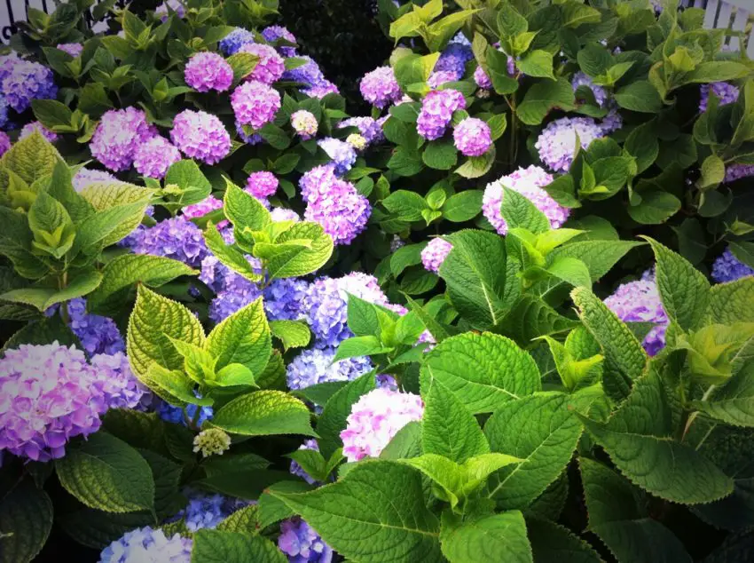 où planter les hortensias