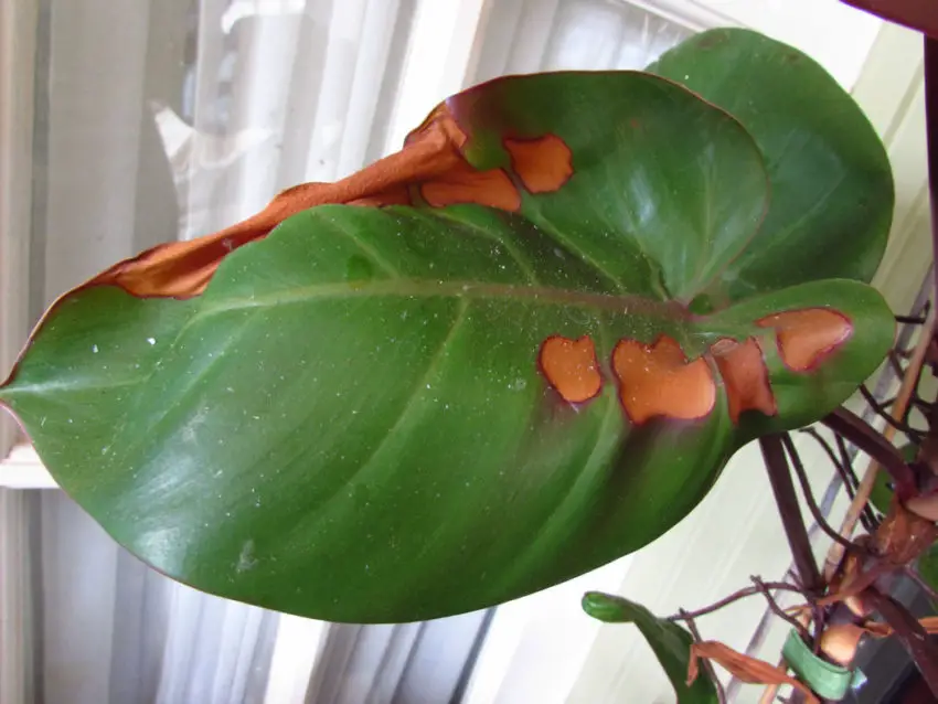 les feuilles d'anthurium se dessèchent