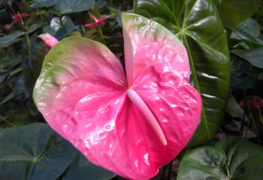 Pourquoi un anthurium se dessèche-t-il ? 