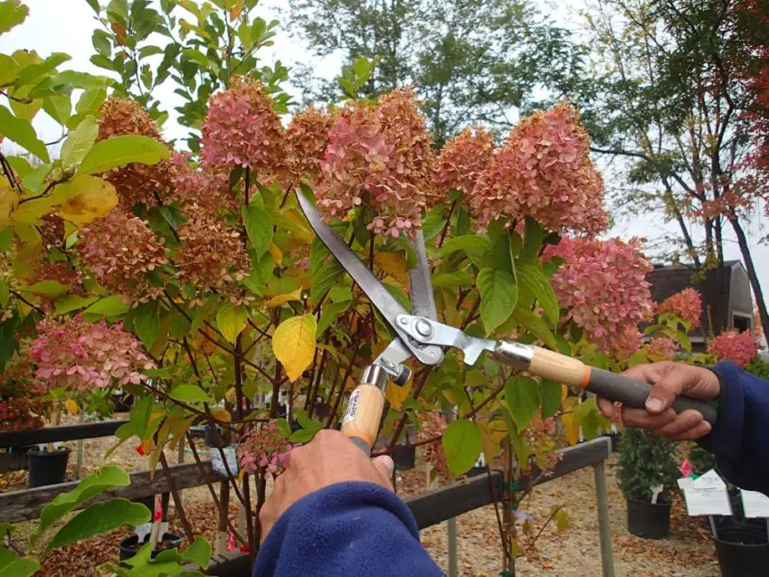 Faut-il tailler les hortensias pour l'hiver et comment les préparer ?