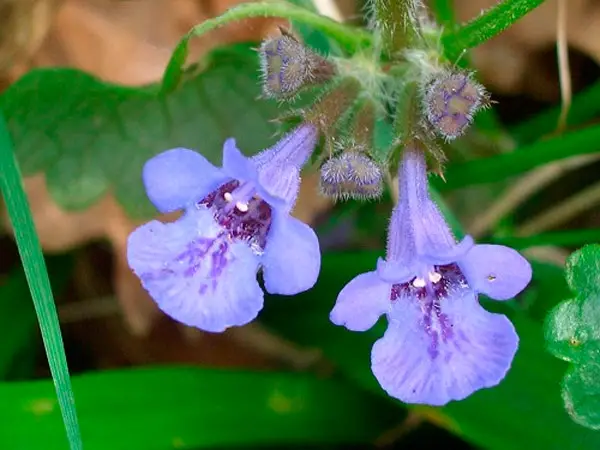 Description de l'iris lierre 