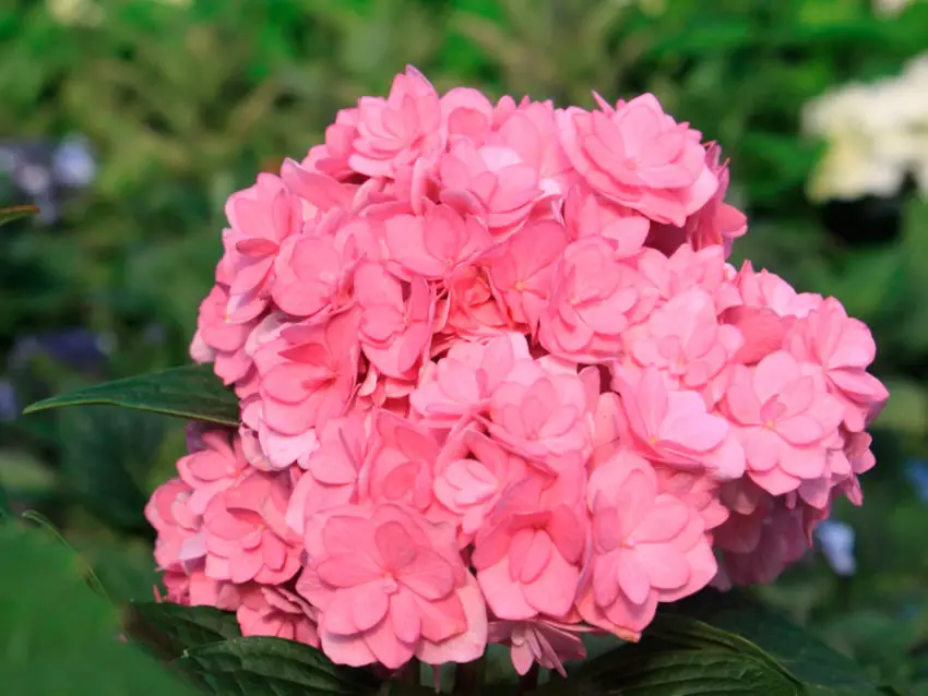 soigner les hortensias roses