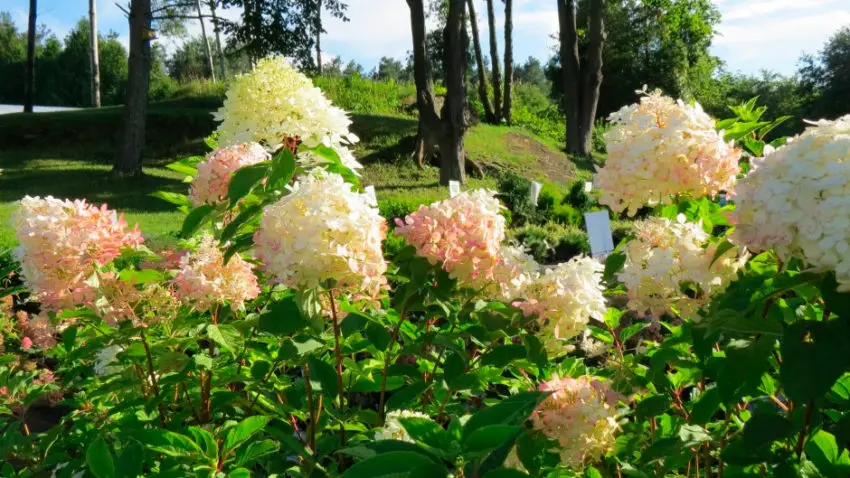  Quand la panicule de l'hortensia fleurit