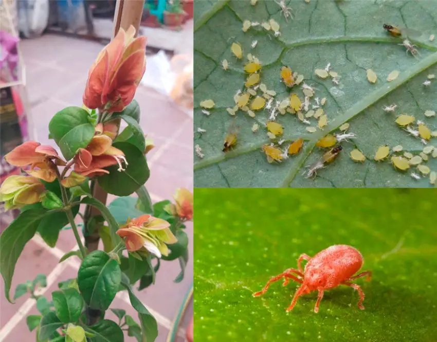 Soins à domicile pour les plantes beloperone