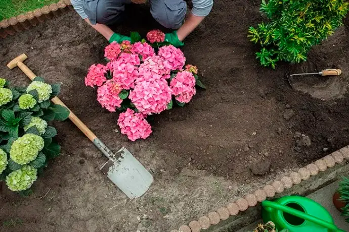 Soins à domicile pour les hortensias roses