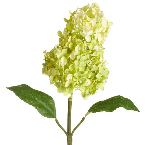 L'hortensia panicula quand il fleurit