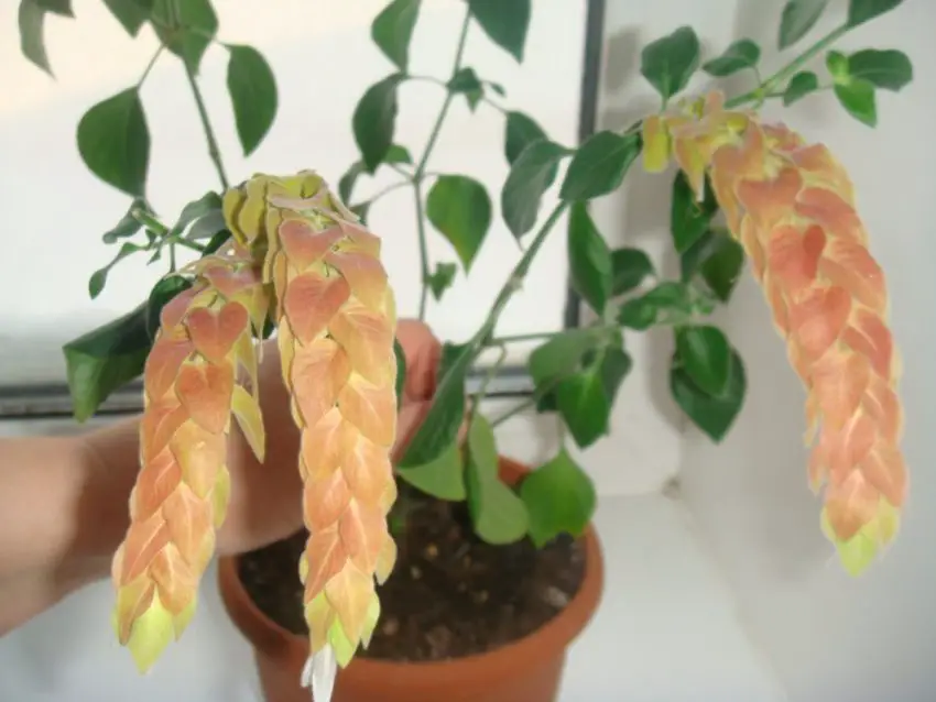 Soins à domicile pour la fleur de poivrière blanche