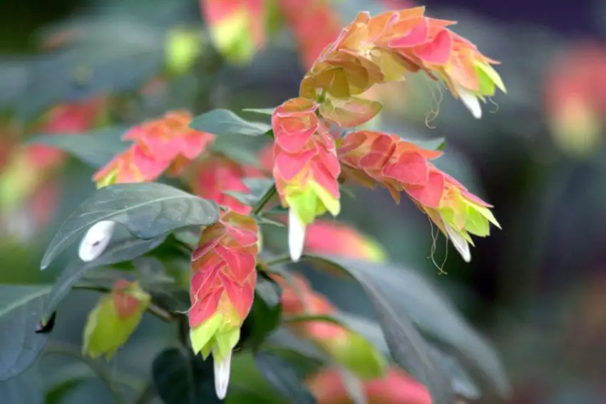 Soins à domicile pour la fleur de poivrière blanche