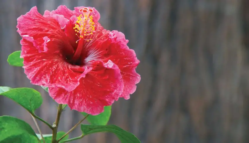 Quand et combien de temps l'hibiscus fleurit-il ?