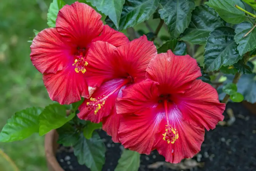 Quand et combien de temps l'hibiscus fleurit-il ?