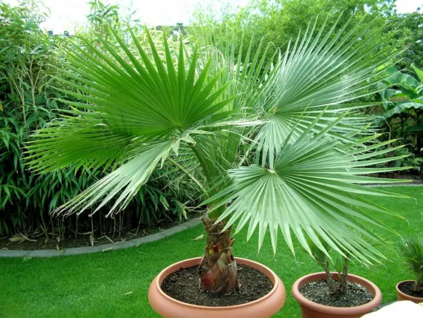 Washingtonia nitensis : Comment prendre soin de la plante