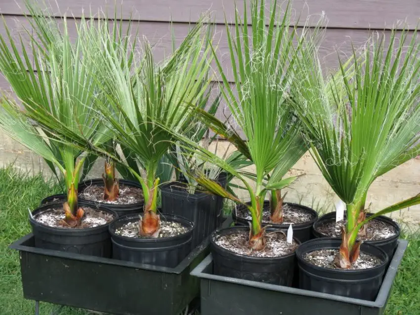 Washingtonia nitensis : Comment prendre soin de la plante