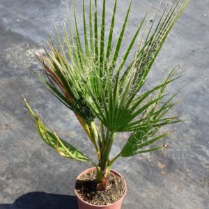 Washingtonia nitensis