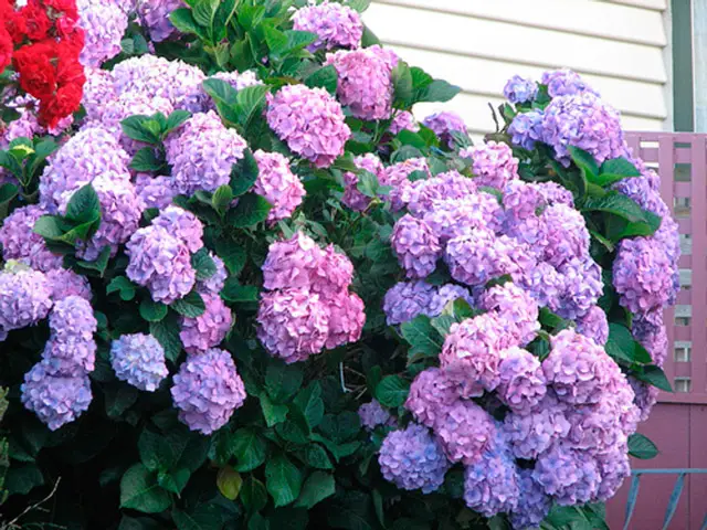 terreau pour hortensias de jardin