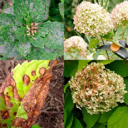 terreau pour hortensias de jardin