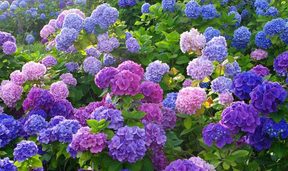 Période de floraison de l'hortensia