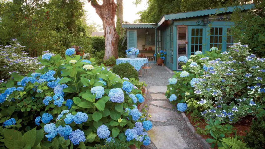 Périodes de floraison des hortensias de jardin