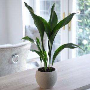 Aspidistra : espèces, culture, soins et propagation