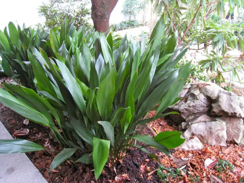 Aspidistra : espèces, culture, soins et propagation