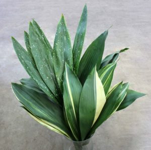 photo d'aspidistra