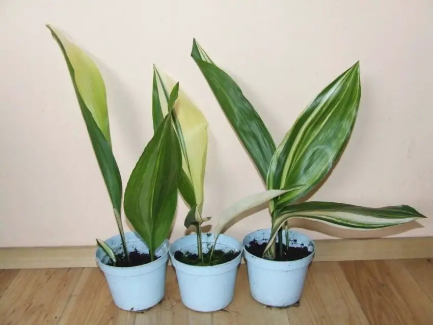 Aspidistra : espèces, culture, soins et propagation